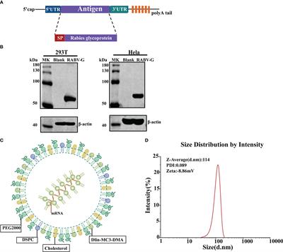 A single vaccination of nucleoside-modified Rabies mRNA vaccine induces prolonged highly protective immune responses in mice